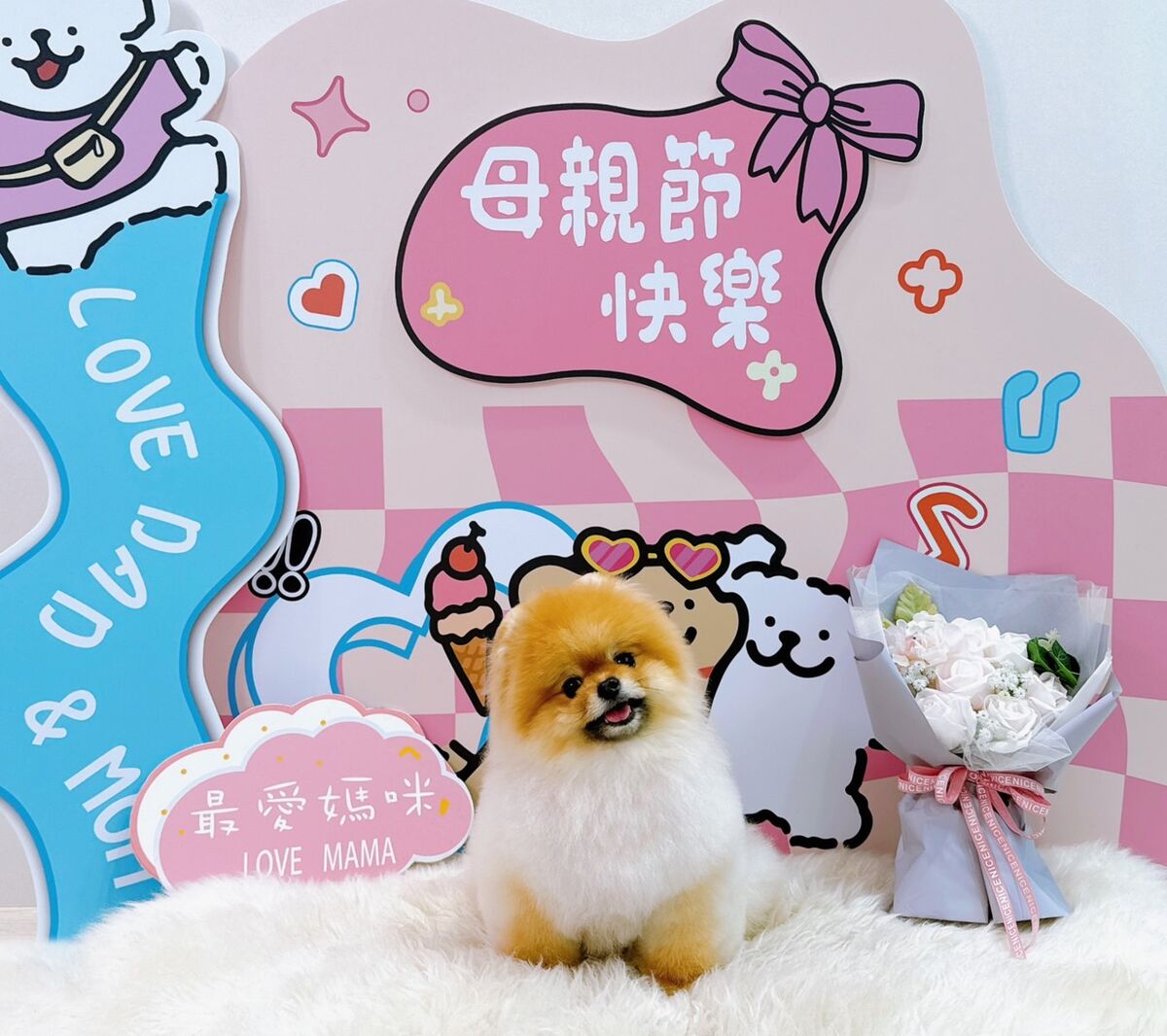幼犬美容指南