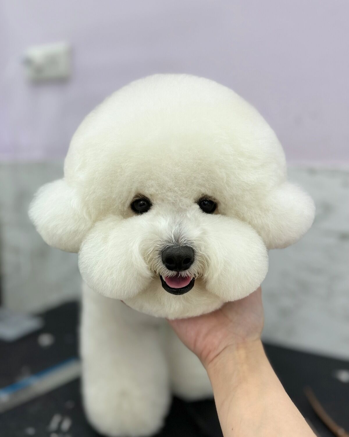 修剪成圓臉造型的比熊