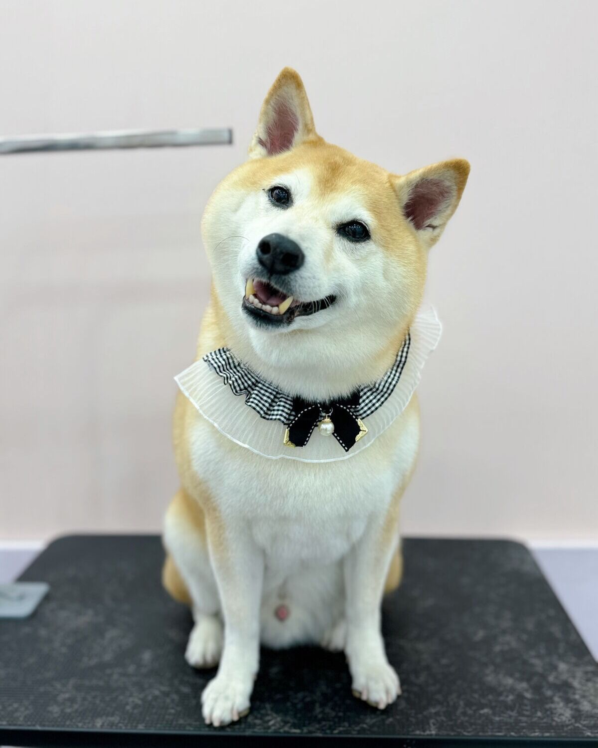 戴著領結的柴犬