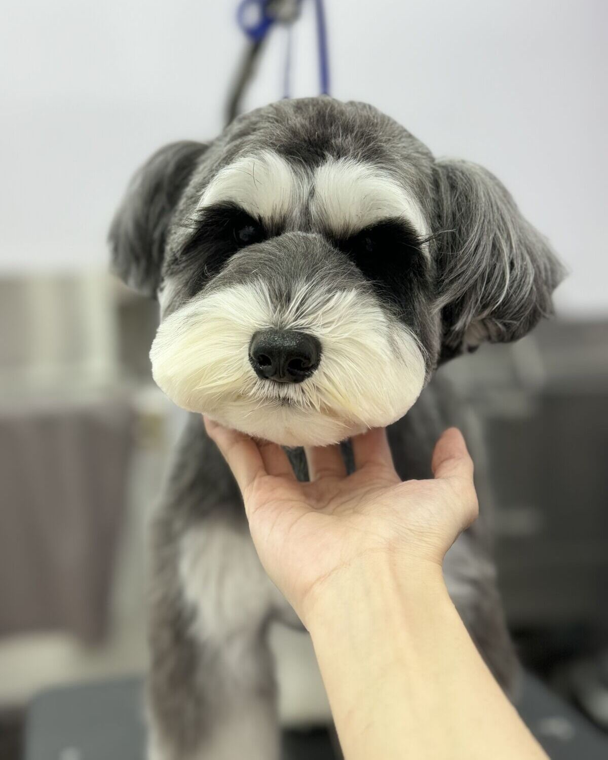 美容師扶著雪納瑞的下巴