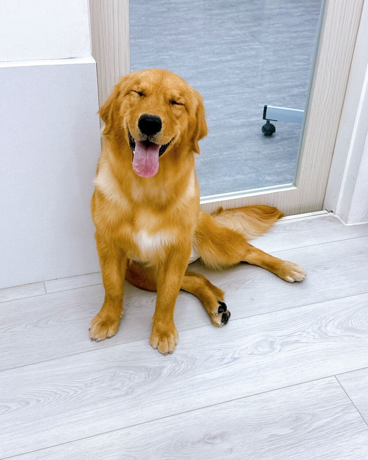 坐在店門口的黃金獵犬