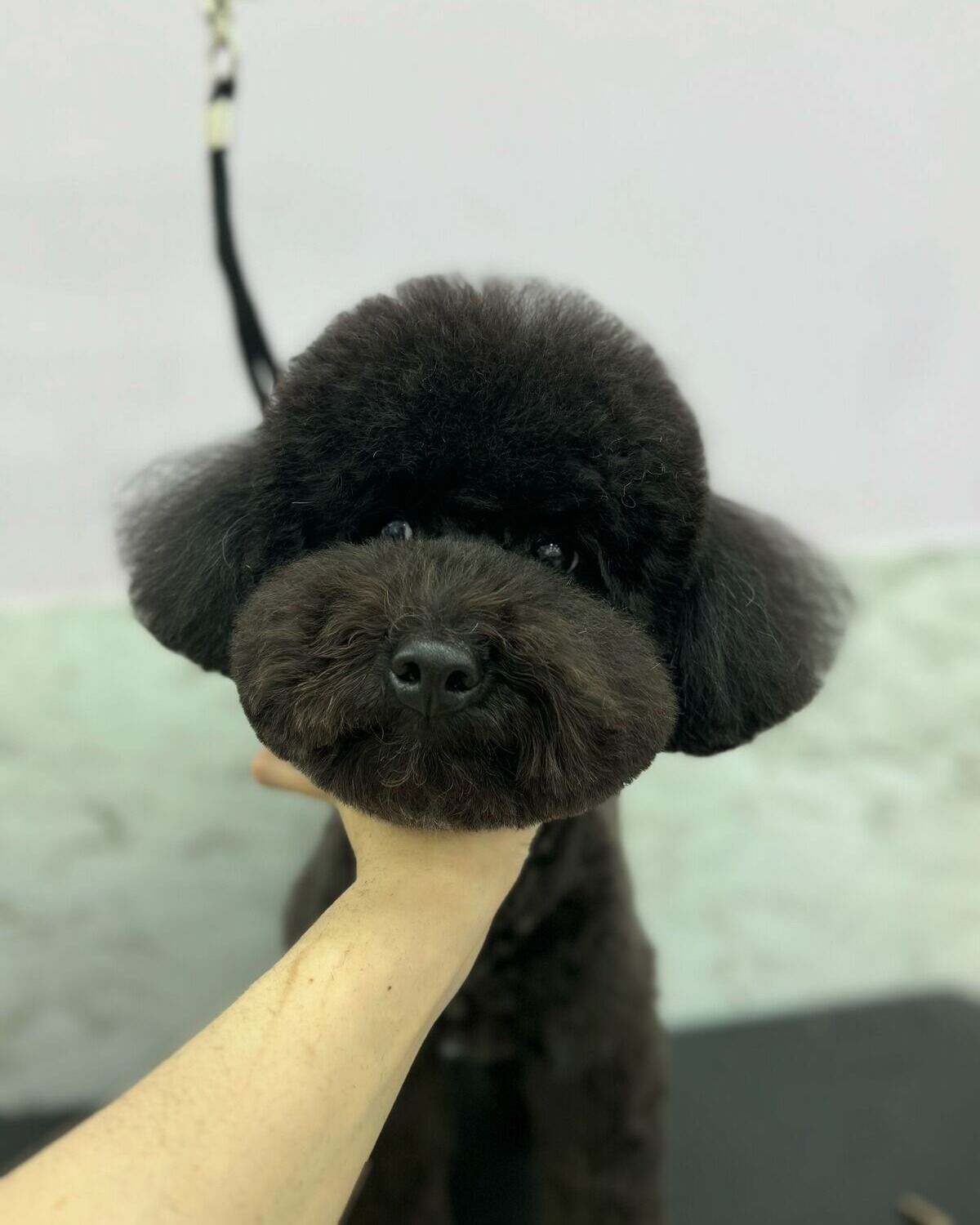 修剪成圓臉的黑色貴賓